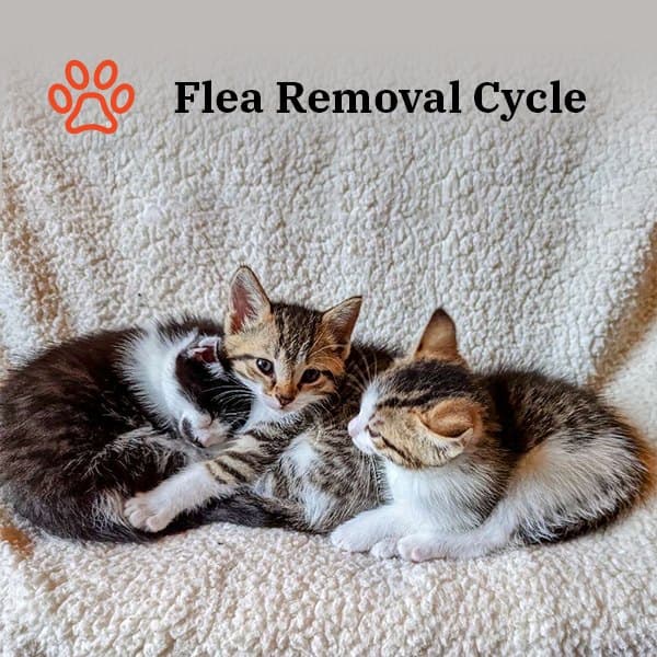 Flea Removal Cycle